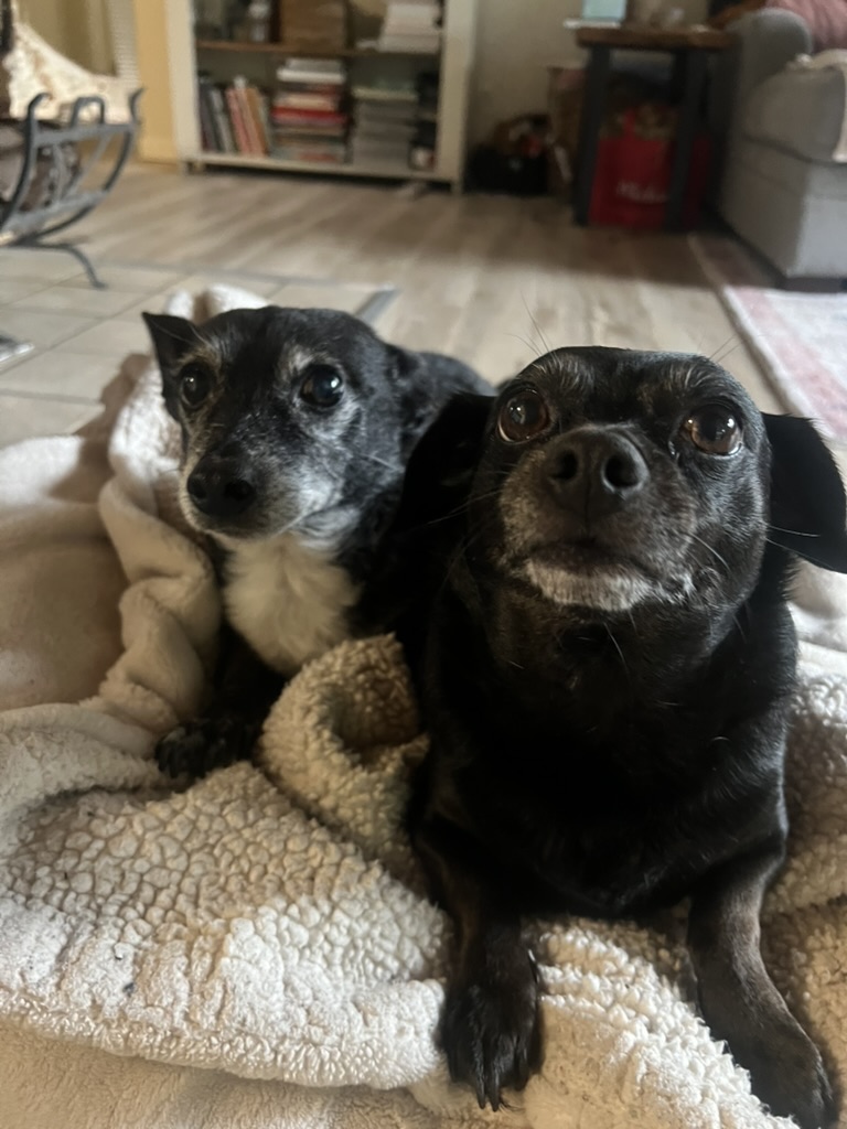 Two adopted dogs at home