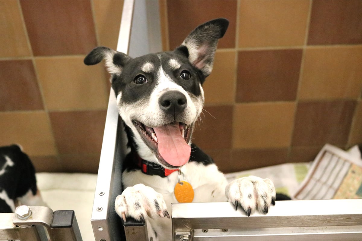 Adopt a shelter dog