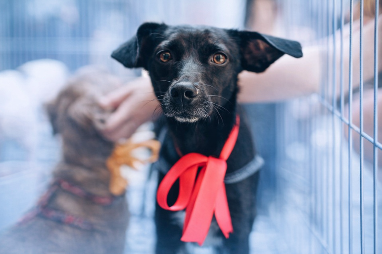 Dog available for adoption